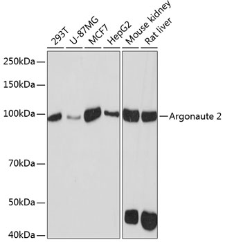 Anti-Argonaute-2 Antibody (CAB19709)