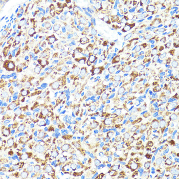 Anti-CNR1 Antibody (CAB1447)