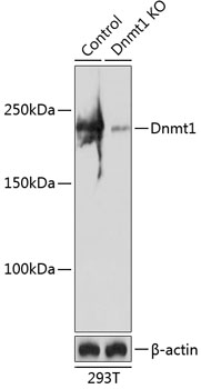 Anti-Dnmt1 Antibody [KO Validated] (CAB19679)