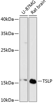 Anti-TSLP Antibody (CAB13134)