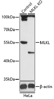 Anti-MLKL Antibody [KO Validated] (CAB13451)