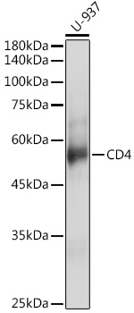 Anti-CD4 Antibody (CAB0363)