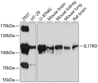 Anti-IL-17RD Antibody (CAB10031)