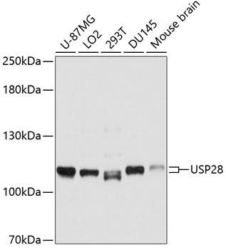 Anti-USP28 Antibody (CAB10400)