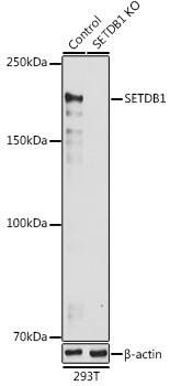 Anti-SETDB1 Antibody [KO Validated] (CAB6145)