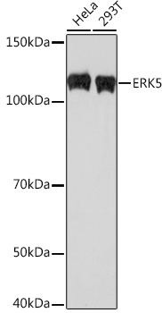 Anti-ERK5 Antibody (CAB3948)