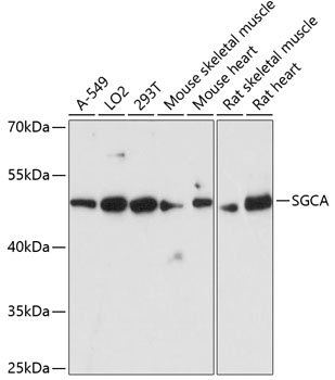 Anti-SGCA Antibody (CAB4109)