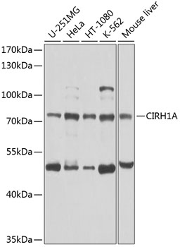 Anti-CIRH1A Polyclonal Antibody (CAB8593)