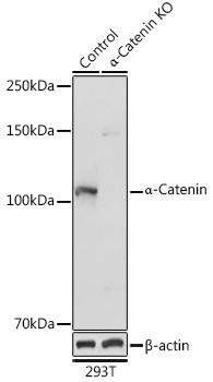 Anti-Alpha-Catenin Antibody [KO Validated] (CAB5635)