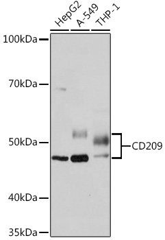 Anti-CD209 Antibody (CAB9649)