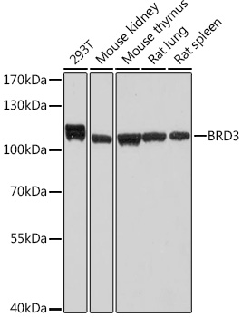 Anti-BRD3 Antibody (CAB19001)