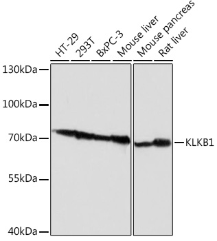 Anti-KLKB1 Antibody (CAB13322)