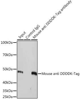 Anti-Magnetic Beads-conjugated anti DDDDK-Tag Antibody