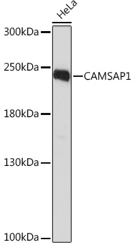 Anti-CAMSAP1 Antibody (CAB17839)