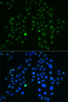 Anti-GNL3 Antibody (CAB6459)