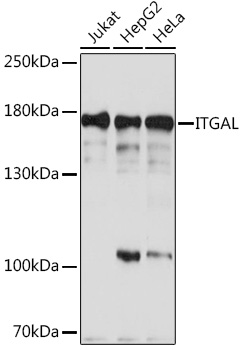 Anti-ITGAL Antibody (CAB16903)