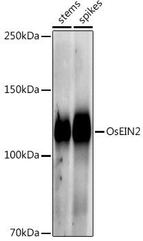 Western blot analysis of extracts of various tissues from the japonica rice (Oryza sativa L. ) variety Zhonghua 11, using OsEIN2 antibody at 1:1000 dilution. Secondary antibody: HRP Goat Anti-Rabbit IgG (H+L) at 1:10000 dilution. Lysates/proteins: 25ug per lane. Blocking buffer: 3% nonfat dry milk in TBST. Detection: ECL Enhanced Kit. Exposure time: 30s.