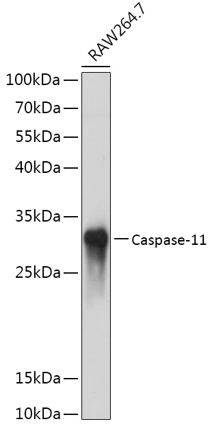 Anti-Caspase-11 Antibody (CAB6495)