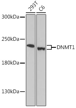 Anti-DNMT1 Antibody (CAB16833)