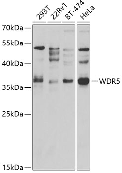 Anti-WDR5 Antibody (CAB2023)