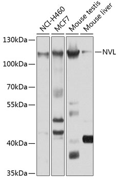 Anti-NVL Antibody (CAB3995)