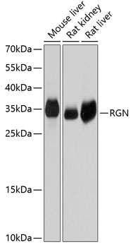 Anti-RGN Antibody (CAB3350)