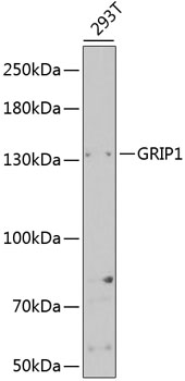 Anti-GRIP1 Antibody (CAB5747)