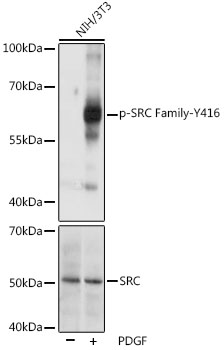 Anti-Phospho-SRC-Y416 Antibody (CABP0480)