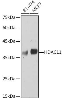 Anti-HDAC11 Antibody (CAB6140)