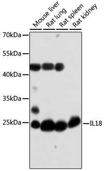 Anti-IL-18 Antibody (CAB16737)