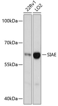 Anti-SIAE Antibody (CAB13217)