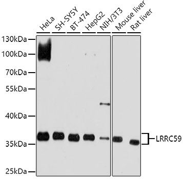Anti-LRRC59 Antibody (CAB10022)