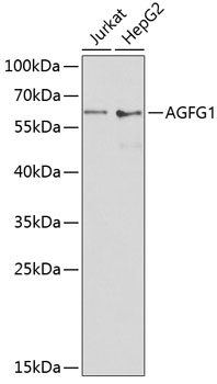 Anti-AGFG1 Antibody (CAB13500)