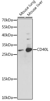 Anti-CD40L Antibody (CAB0327)