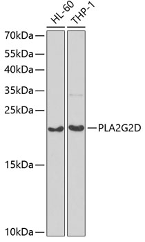 Anti-PLA2G2D Antibody (CAB6690)