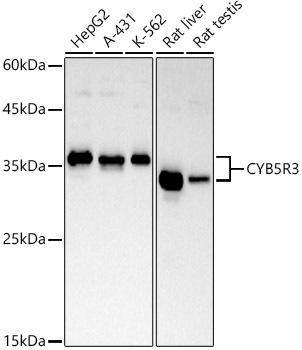Western blot analysis of extracts of various cell lines, using CYB5R3 antibody at 1:1000 dilution. Secondary antibody: HRP Goat Anti-Rabbit IgG (H+L) at 1:10000 dilution. Lysates/proteins: 25ug per lane. Blocking buffer: 3% nonfat dry milk in TBST. Detection: ECL Basic Kit. Exposure time: 30s.