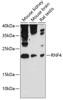 Anti-RNF4 Antibody (CAB12037)