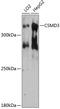 Anti-CSMD3 Antibody (CAB12199)