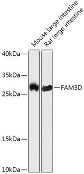 Anti-FAM3D Antibody (CAB17823)