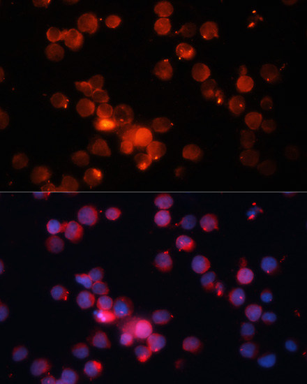 Anti-CEACAM8 Antibody (CAB8113)