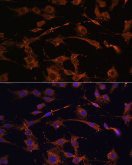 Anti-Bax Antibody [KO Validated] (CAB11550)