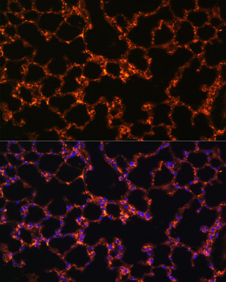 Anti-BTN3A1 Antibody (CAB10288)