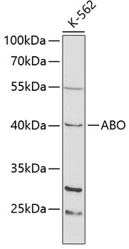 Anti-ABO Antibody (CAB1586)