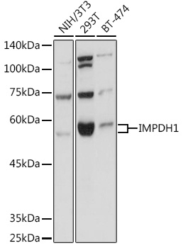 Anti-IMPDH1 Polyclonal Antibody (CAB9497)