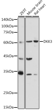 Anti-DKK3 Antibody (CAB17139)