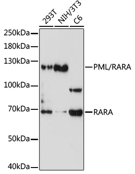 Anti-PML/RARA Antibody (CAB7525)