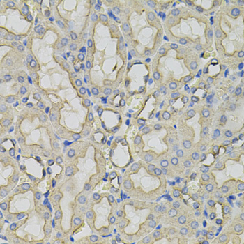 Anti-CLTC Antibody (CAB7886)