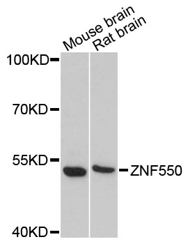 Anti-ZNF550 Antibody (CAB13750)