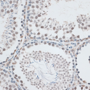 Anti-AQR Antibody (CAB6011)