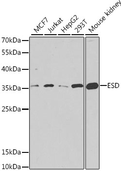 Anti-ESD Antibody (CAB6228)